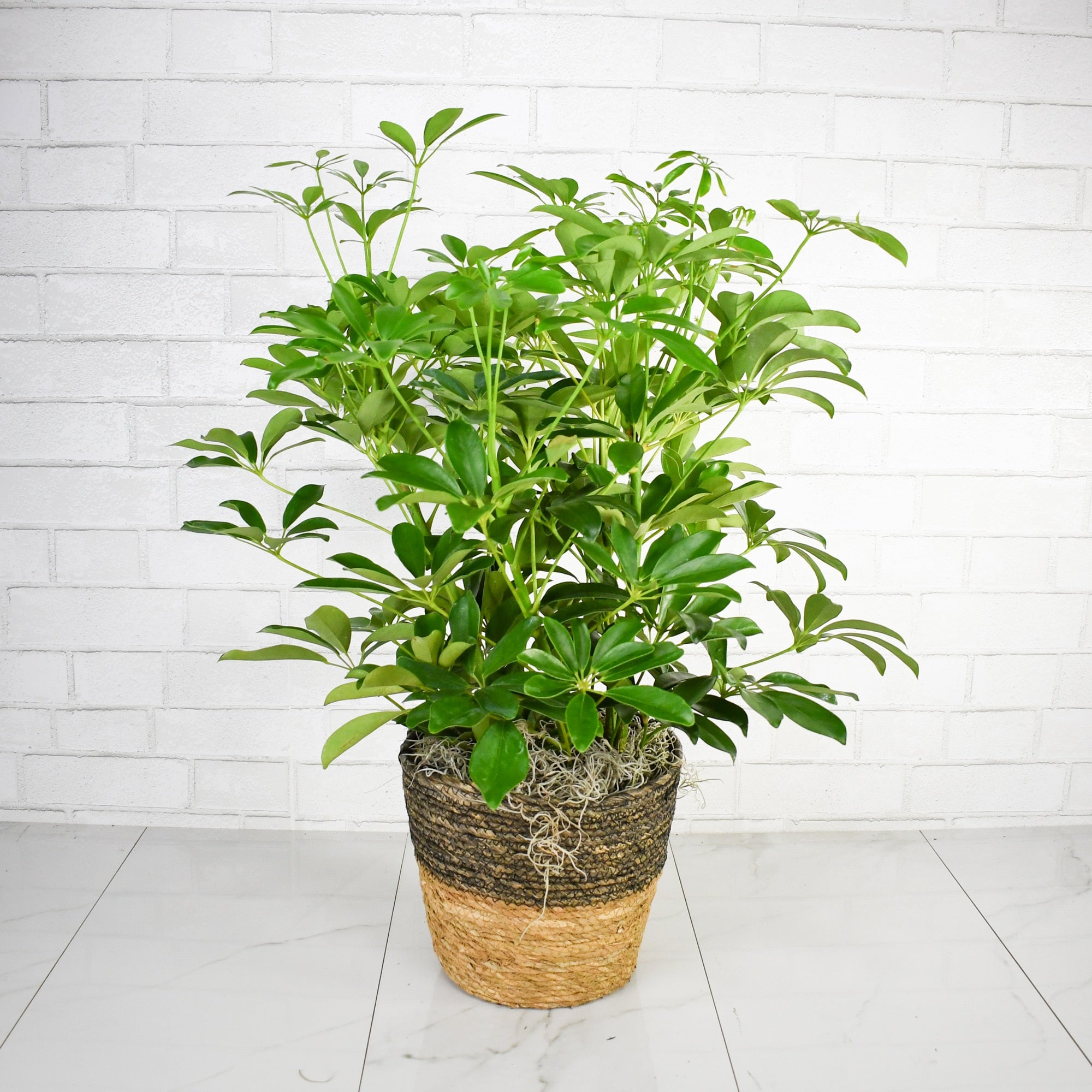 Schefflera