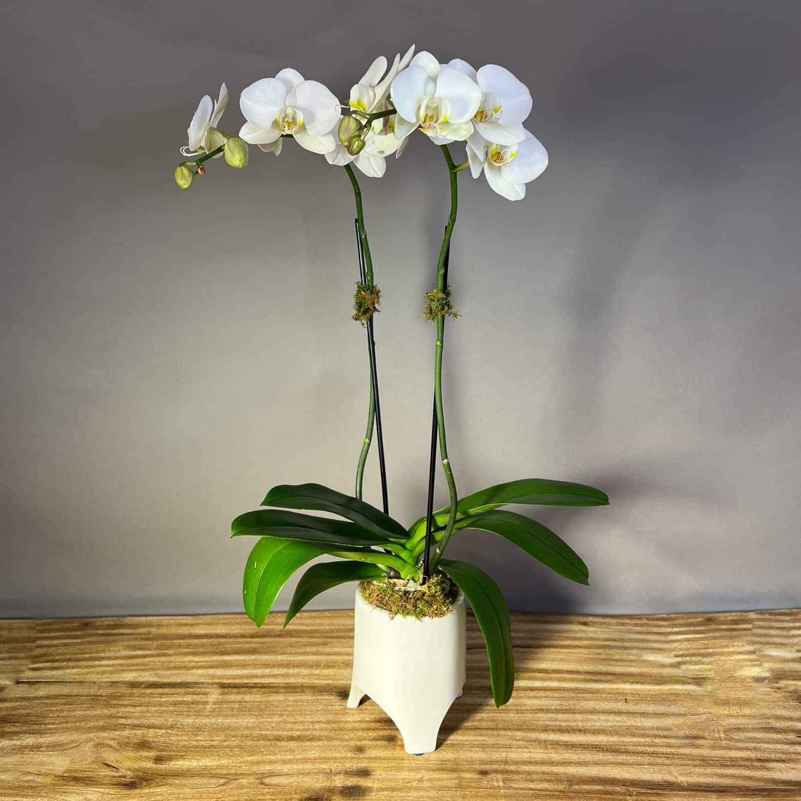 Double Stem Orchid