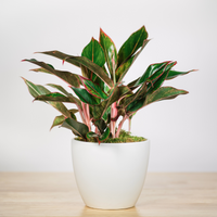 Aglaonema Siam Red