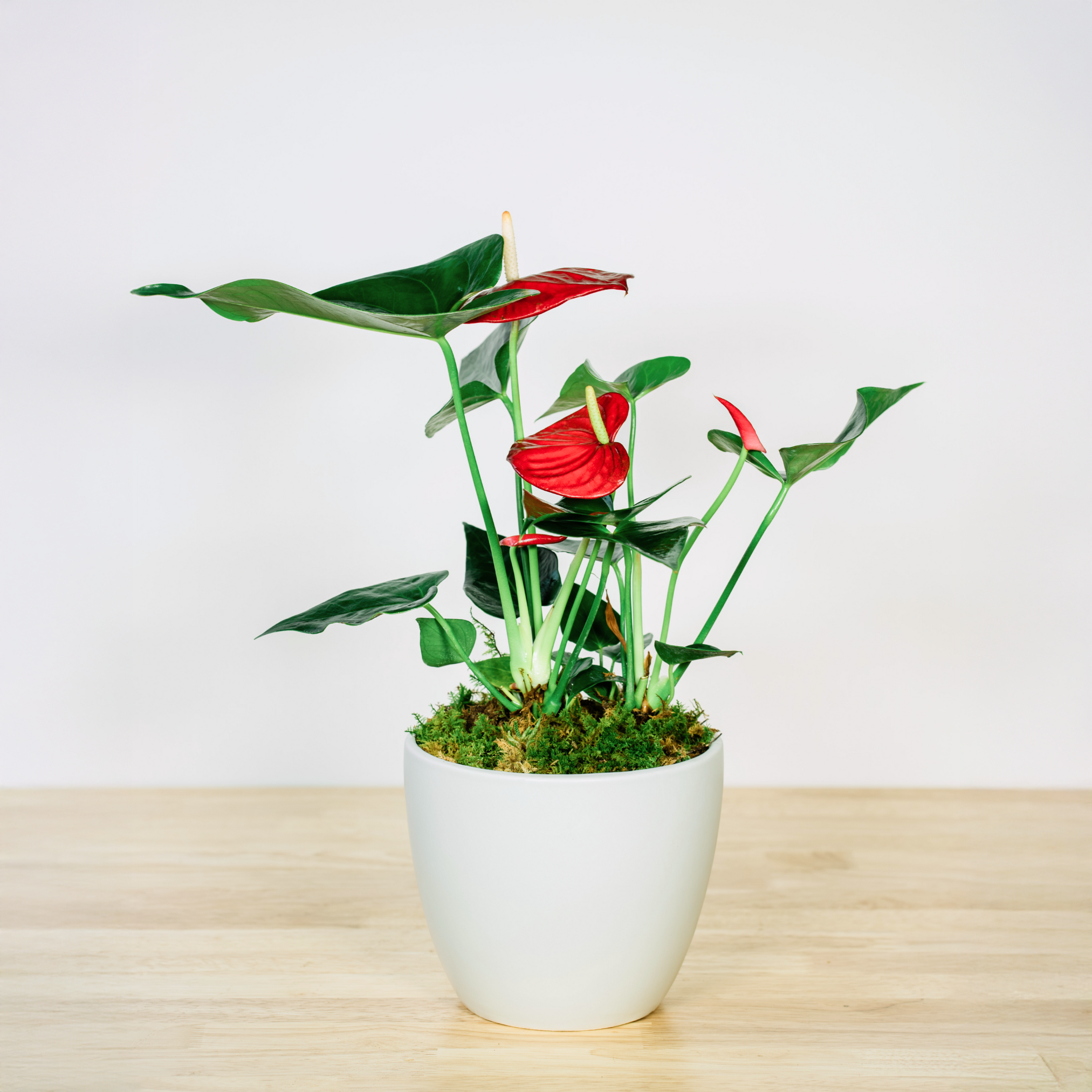 Anthurium - 6 Inch