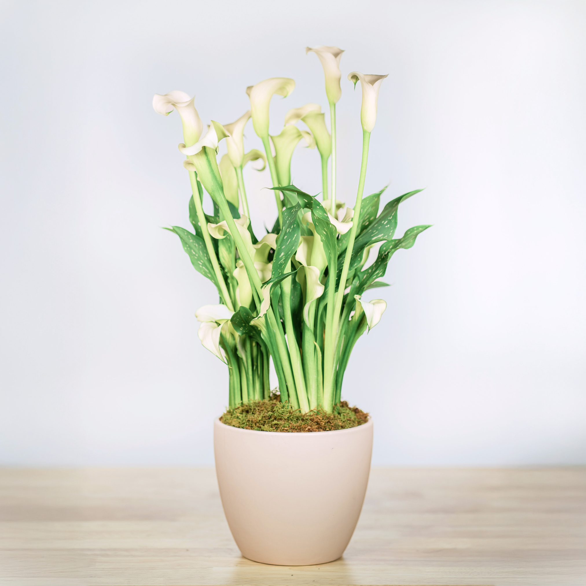 Calla Lily - 6 Inch