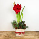 Amaryllis