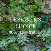 Designer's Choice Succulent Garden