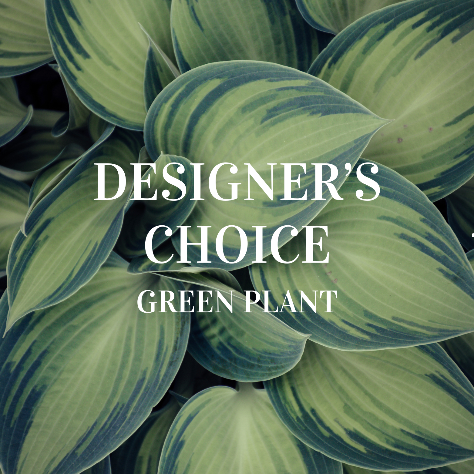 Designer's Choice Green Plant