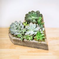 Wooden Heart Succulent Garden