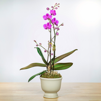 Mini Orchid