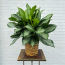 Aglaonema