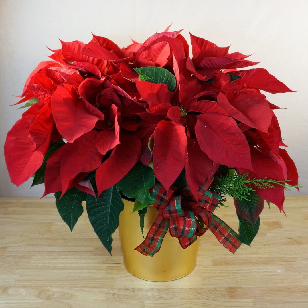 Single Poinsettia - 8 Inch