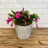 Christmas Cactus