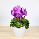 Cyclamen - 6 Inch