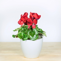 Cyclamen - 6 Inch