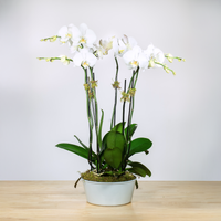 Double Stem Orchid Trio