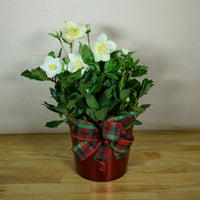 Helleborus Christmas Roses