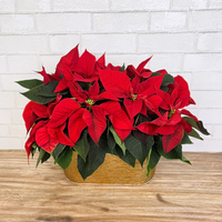 Double Poinsettia