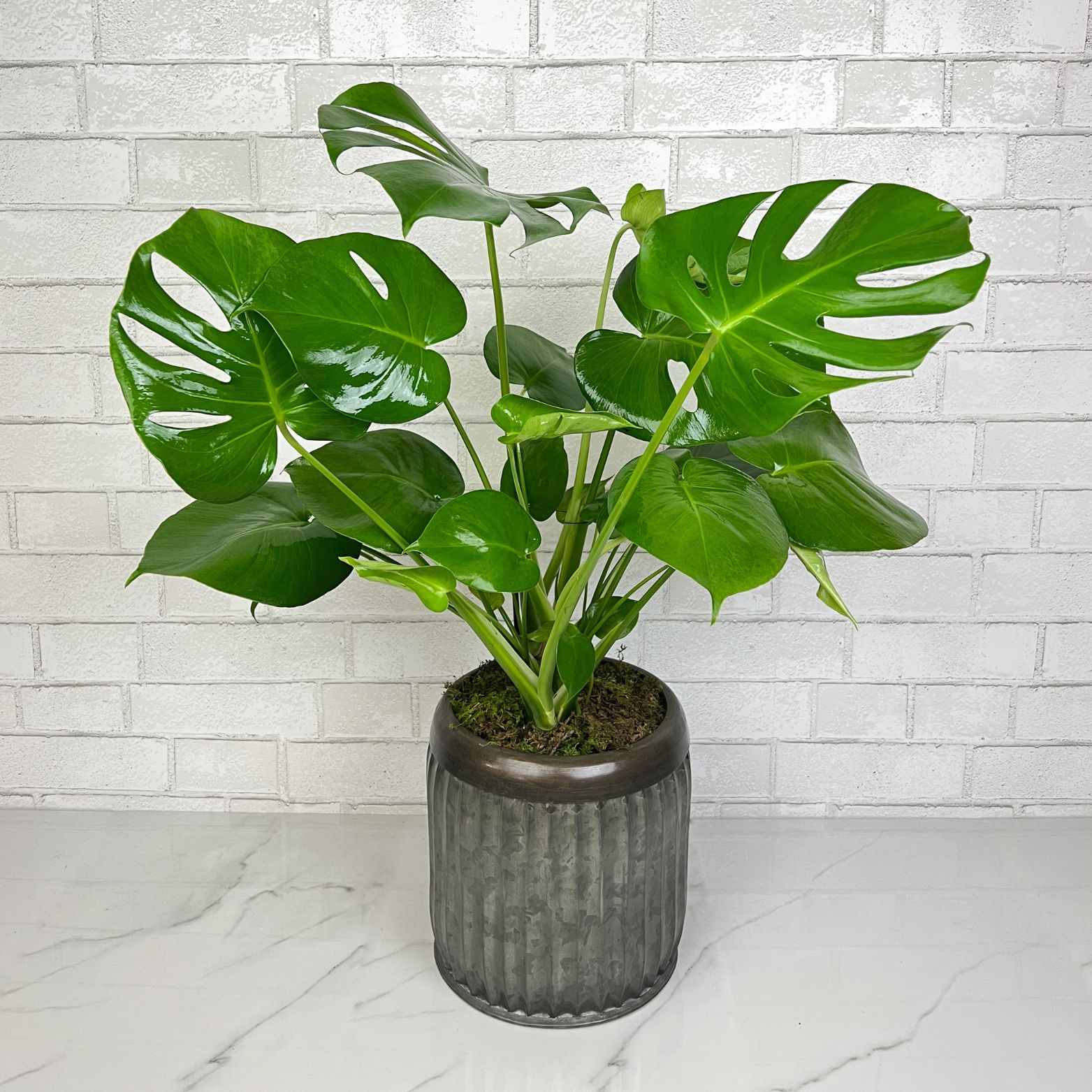 Monstera