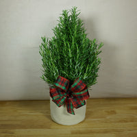 Rosemary Tree