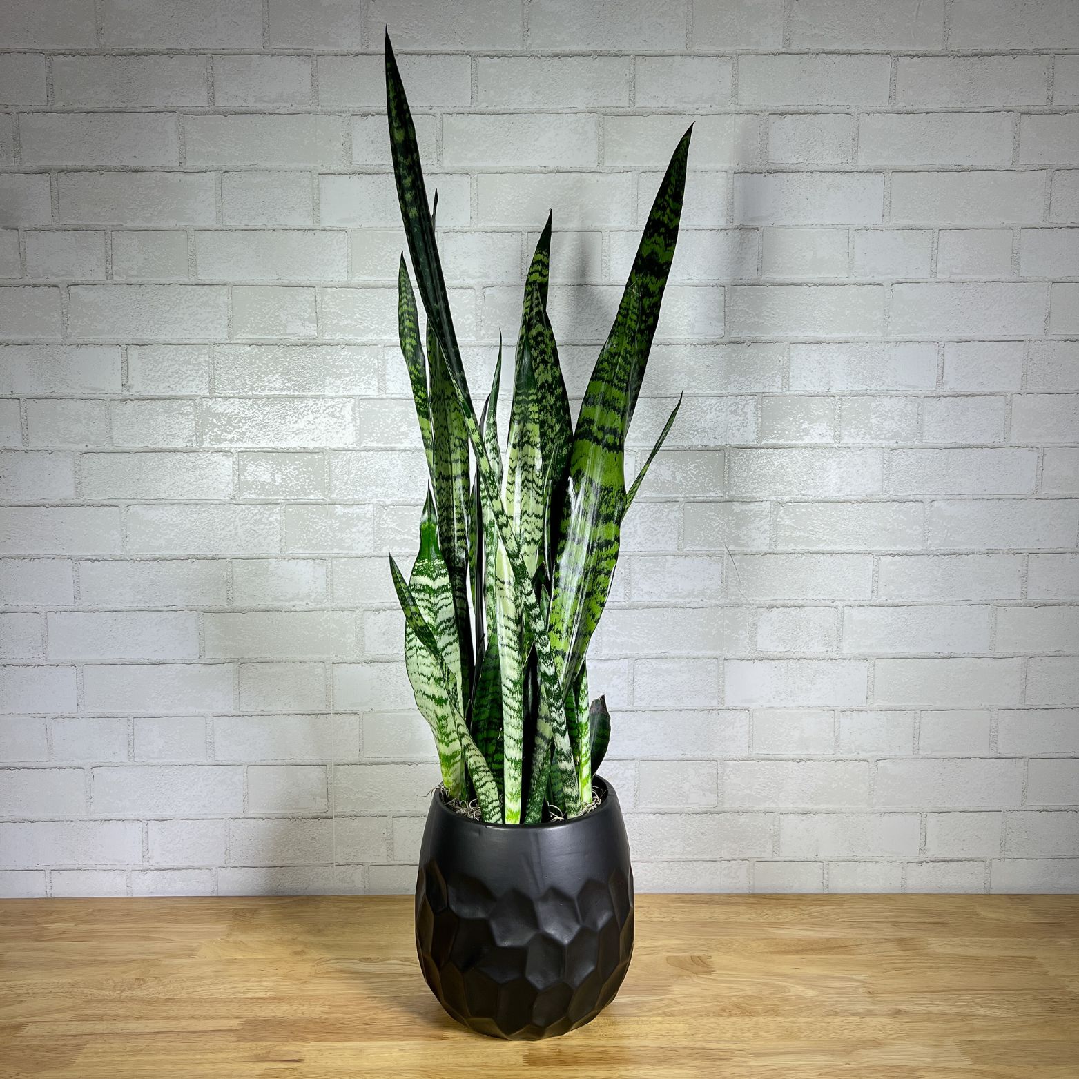 Sansevieria (Snake Plant)