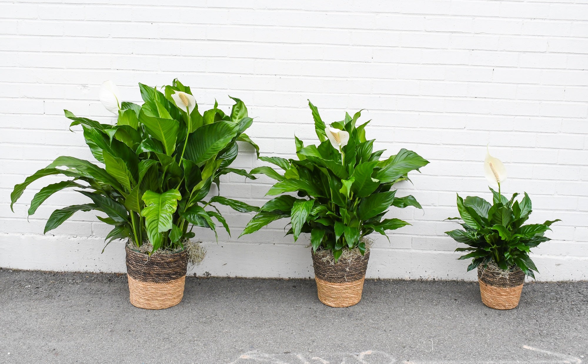 Spathiphyllum (Peace Lily)