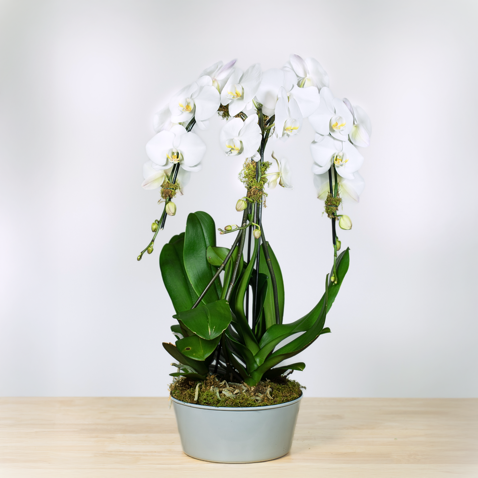 Waterfall Orchid Trio