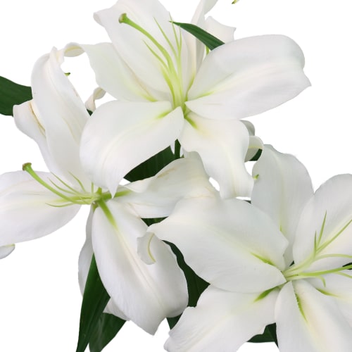 Fresh Oriental Lily - Tipton & Hurst